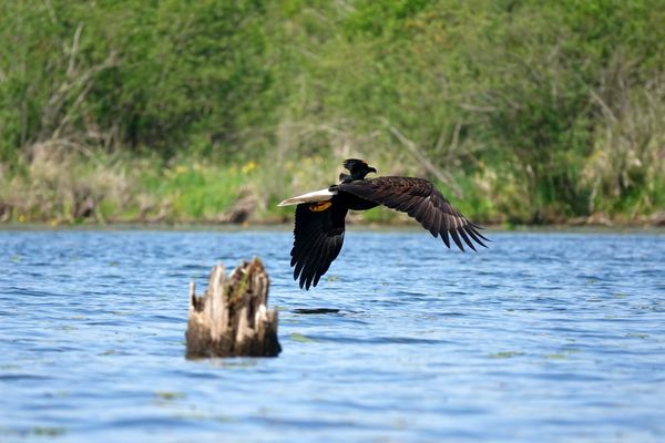 Red-winged blackbird lands on bald eagle thumbnail