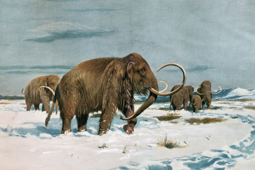 mammoths
