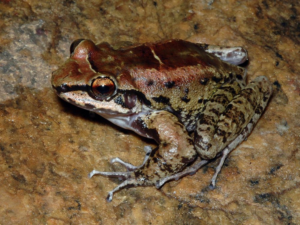 A brown-green frog with amber eyes, a brown back and light green spotted legs, sitting on a rock