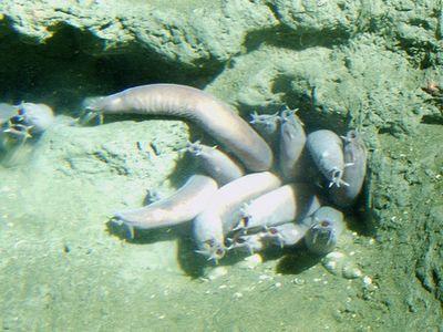 A group of hagfish hanging out on the floor of the Pacific.