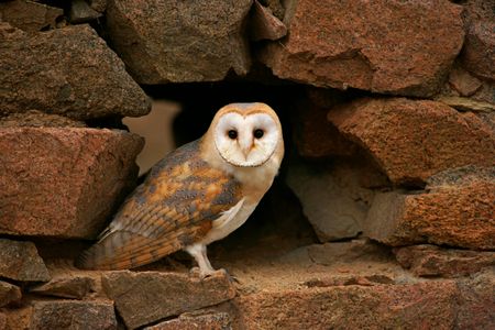 Unfortunately, you can't have your ballot delivered by barn owl.