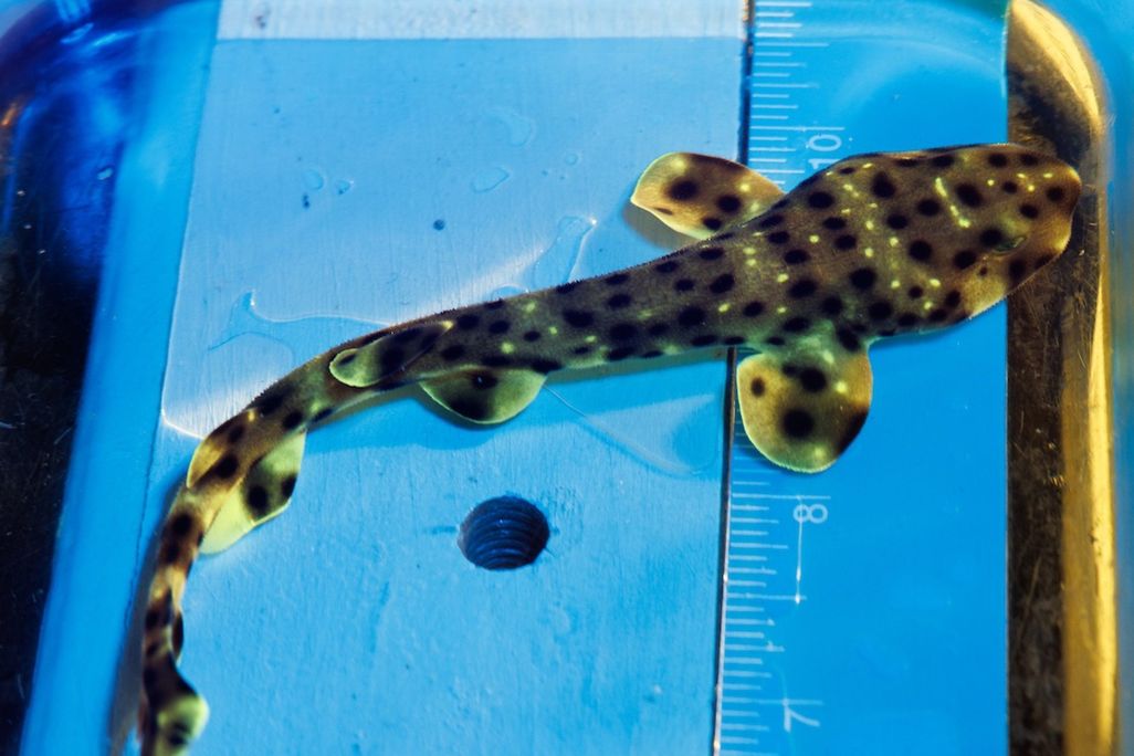 A green-glowing baby swell shark next to a blue ruler showing that it's about four inches long