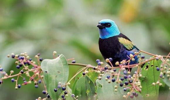 A blue-necked tanager shows off its magnificent navy blue plumage and smooth turquoise head on a branch of a coffee tree.