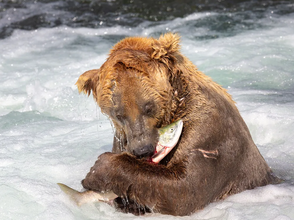 Fat Bear Otis