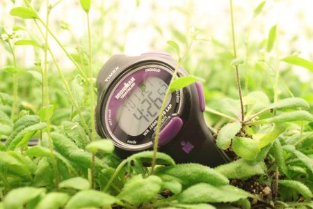 Plants are keeping time.