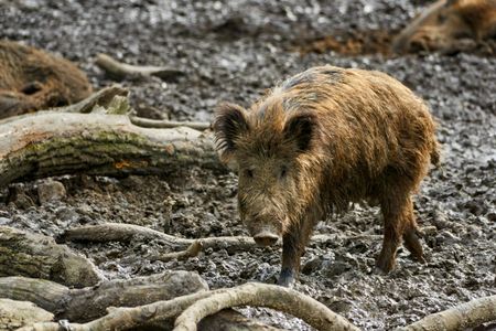 Feral hogs wreak havoc on the ecosystems they invade, and new research suggests they're also contributing to climate change by releasing 1.1 million cars-worth of carbon dioxide every year. 