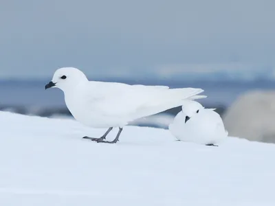 Snow petrels were among the seabird species that did not reproduce in Antarctica&#39;s Dronning Maud Land region in 2021-22.