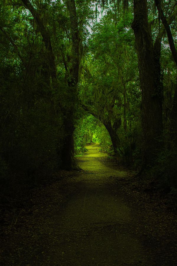 A pathway through the wilderness of Fontainebleau State Park thumbnail