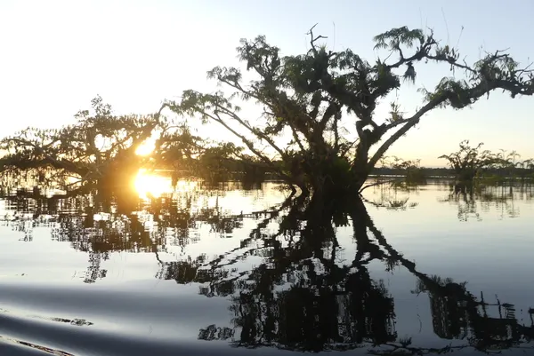 Sunrise on the flooded forest thumbnail