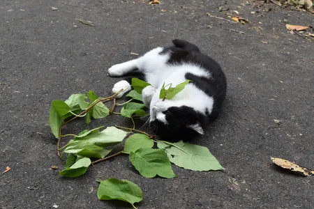 A cat chews up and rolls around in the leaves of the silver vine plant.