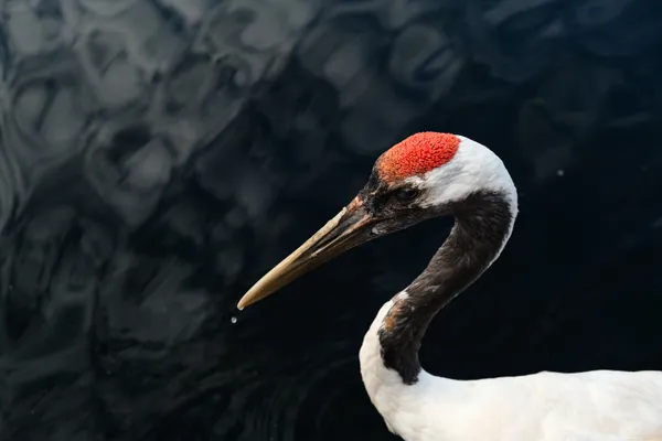 red head bird with tear of water thumbnail