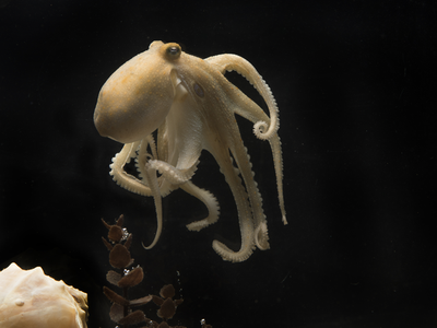The&nbsp;Octopus bimaculoides,&nbsp;or the California two-spot octopus