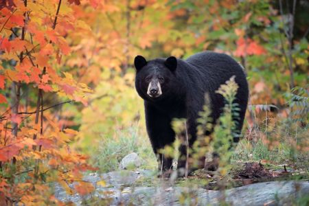 A typical black bear in the western United States (pictured) is around half of Hank&rsquo;s size.