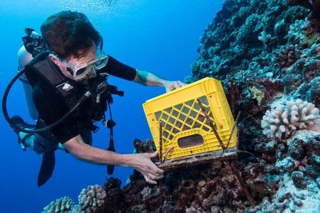 Chris Meyer, a marine invertebrate zoologist at the Smithsonian’s National Museum of Natural History, dives around French Polynesia with equipment used to track coral reef health.