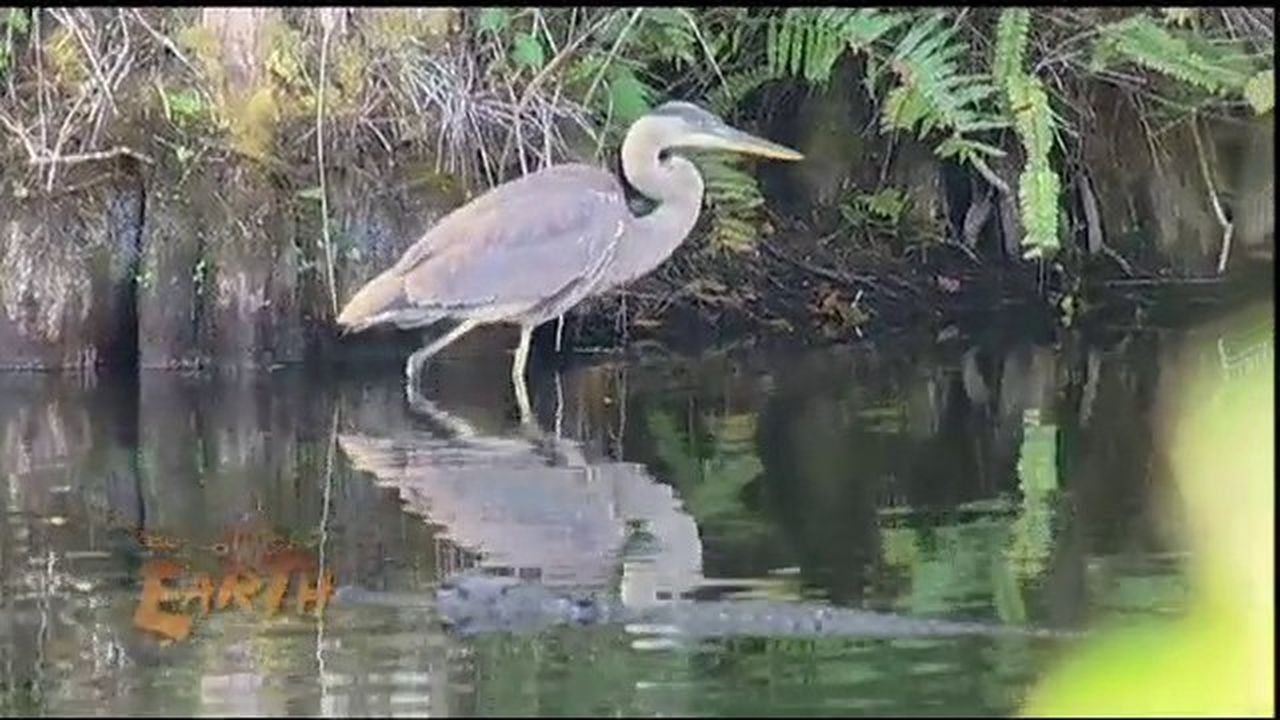 Preview thumbnail for Florida Everglades Dying of Thirst