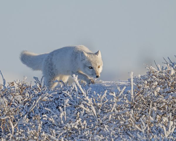 Arctic Fox #2 thumbnail