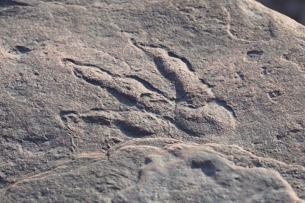 A photograph shows the fossilized footprint in a rock 