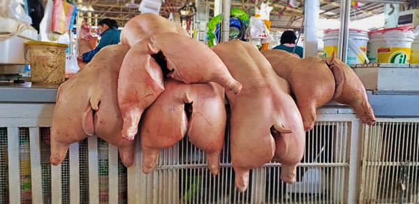 These piggies went to the market thumbnail