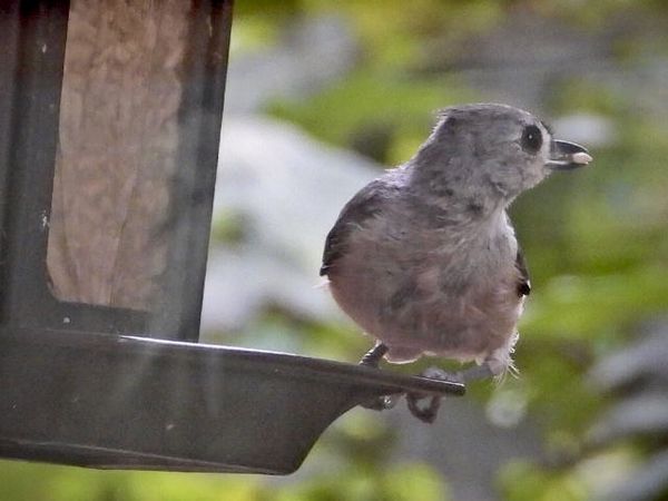 Sparrow on our feeder thumbnail
