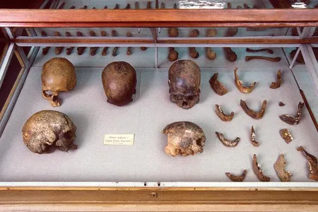 The Science and Cell teams sequenced a total of 64 ancient human genomes