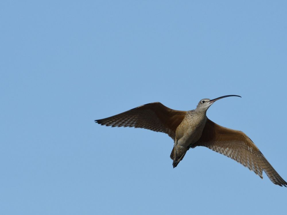 Long-billed curlew in flight