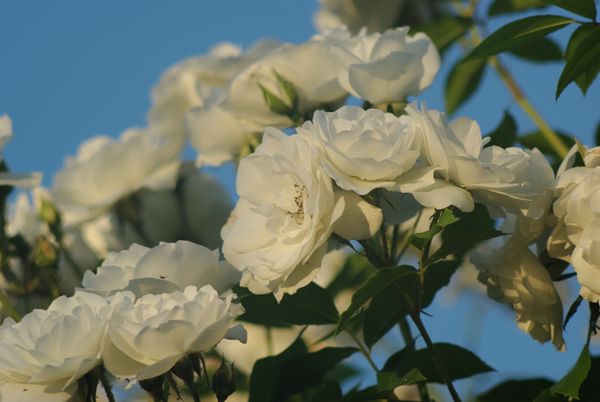 White roses thumbnail