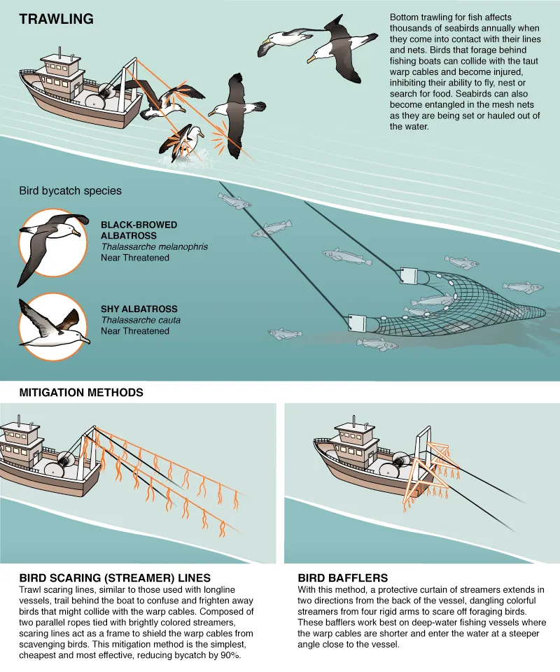 Catch Fish, Not Birds with Fishing Line - intoBirds