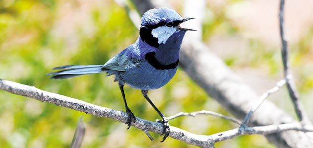 Splendid Fairy-wren