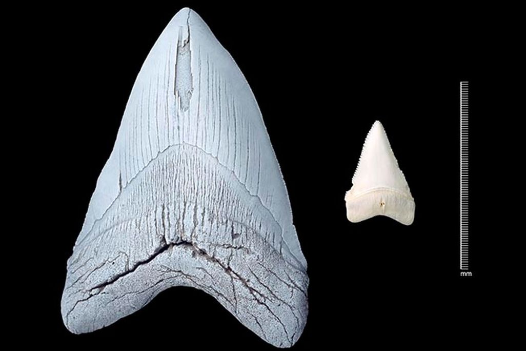 A photo of a Megalodon shark tooth next to a great white shark tooth