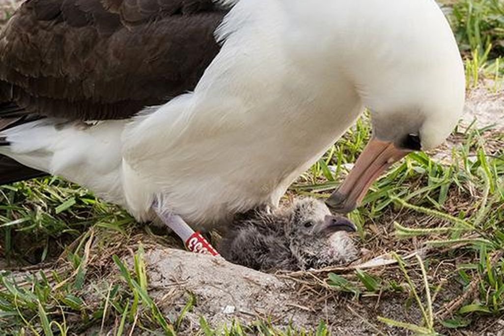 Laysan albatross 