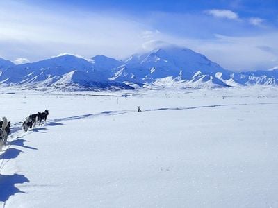 Denali's dogsled teams mush for weeks at a time to the far-flung corners of a park that stretches over 6 million acres. 