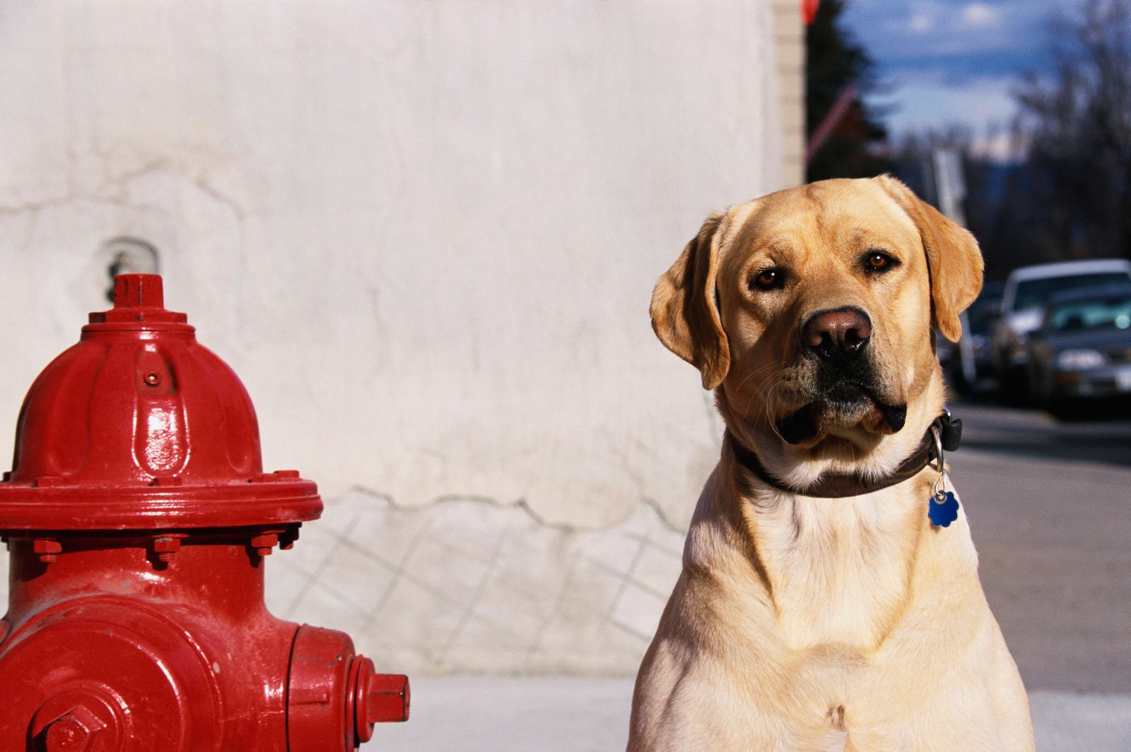 can you identify a dog by its poop