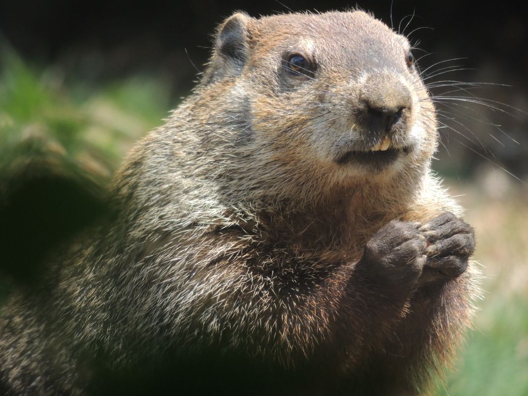 Woodchuck begging for carrot | Smithsonian Photo Contest | Smithsonian ...