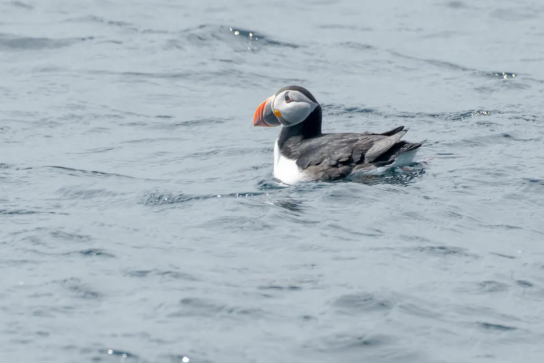 Puffin protectors
