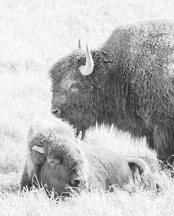 A Bison and calf taken in Yellowstone National Park thumbnail