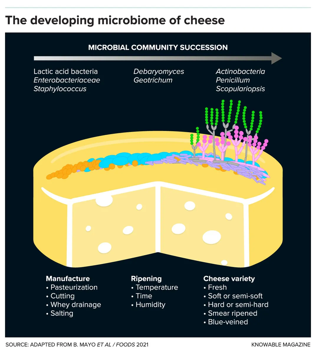 The Microbiome of Cheese