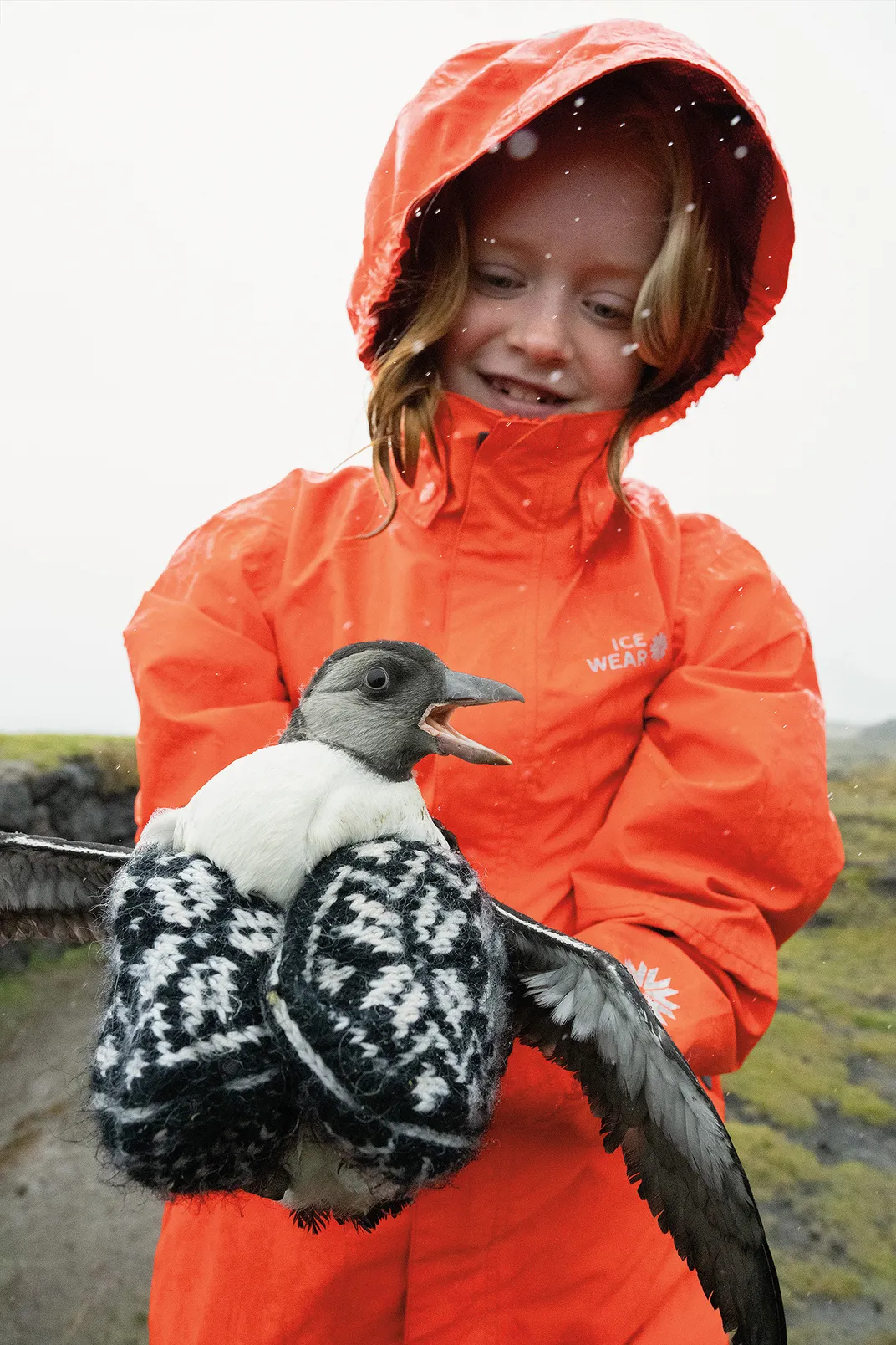 Sigrún Anna Valsdóttir keeps her rescue snug. A puffling may travel as far as the Grand Banks, southeast of Newfoundland, and not touch land again for as long as three years.