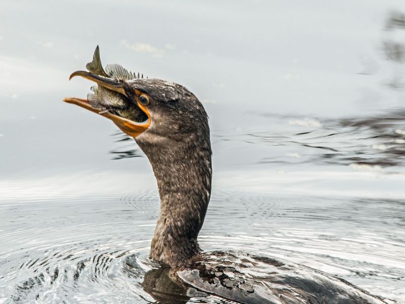 How Are Cormorant Fish Kept? – The Japanese Seabirds Who Fish for the ...