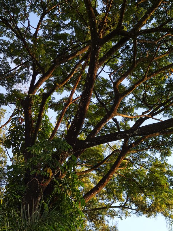 A colorful Rainforest tree. thumbnail