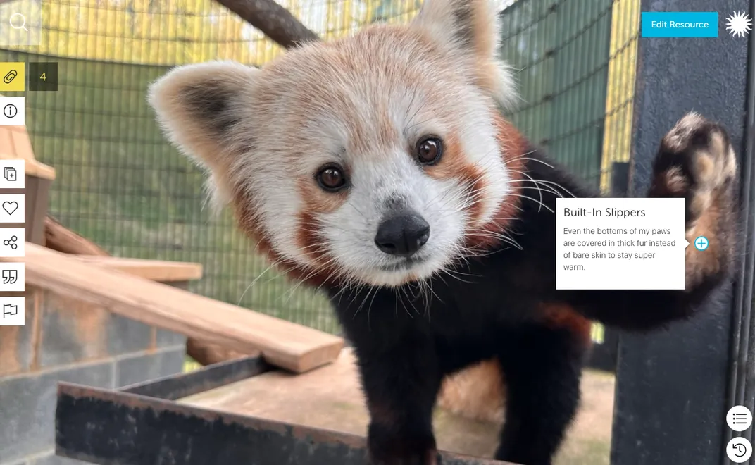 Fullscreen portrait of a red panda looking out at the viewer. The panda raises its left hand towards the viewer and in the background appear ramps and the backside of the panda’s enclosure cage.