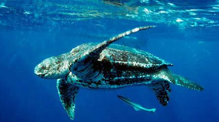 A leatherback turtle is just one of many predators in the ocean