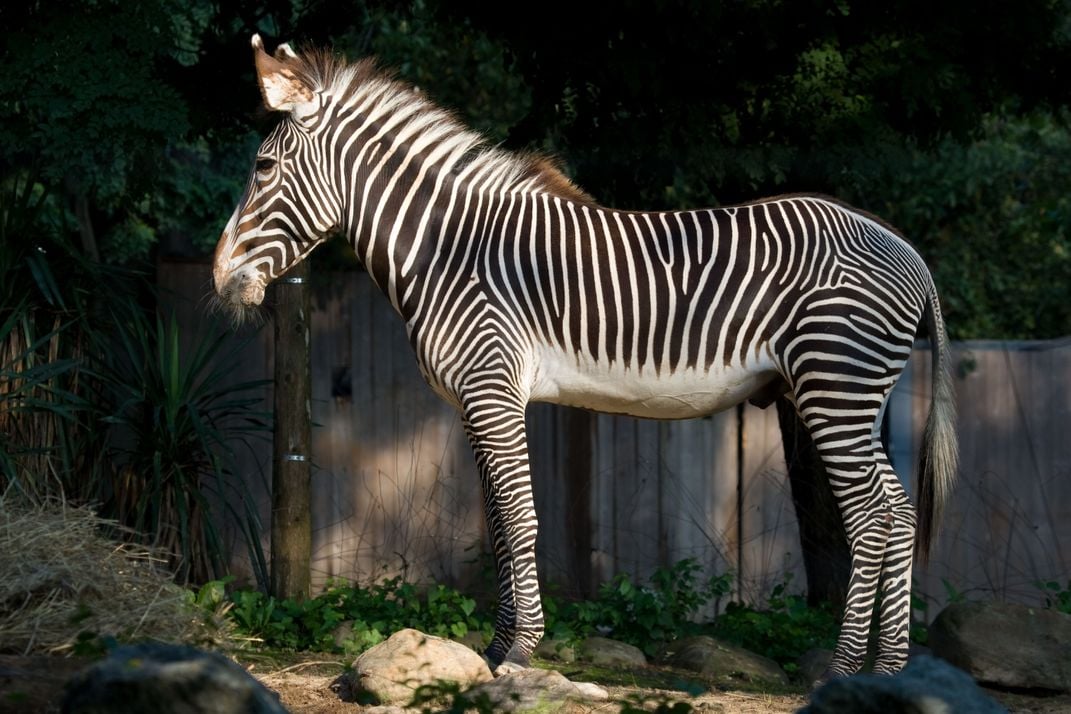 A Grevy's zebra with dark brown and white stripes down to its hooves, large ears and a mohawk-like mane stands and eats hay