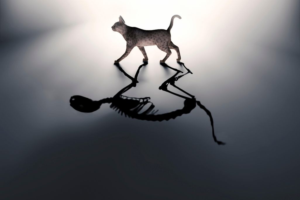 Schrodinger's cat illo.