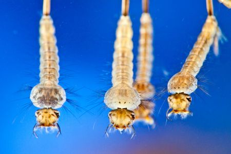 Researchers fed microplastics to mosquito larvae in the lab.