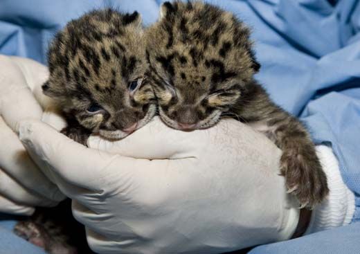 clouded-leopard-cubs-3.jpg