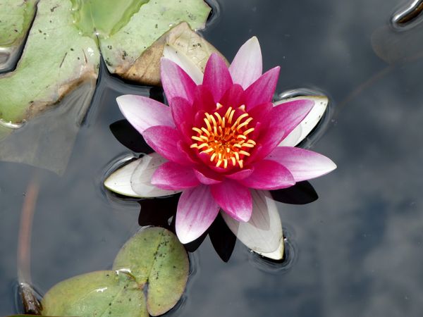 Water Lilies on Beaver Lake, Stanley Park, Vancouver British Columbia, Canada thumbnail