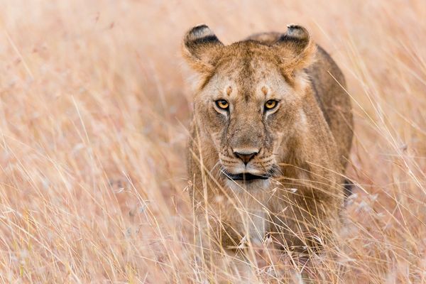 One of the members of the pride is probably a new king of another lion's pride in the future.