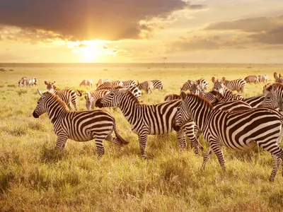 Safari in Kenya and Tanzania description