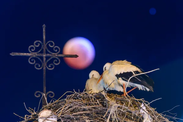 A stork nest on the night of the lunar eclipse thumbnail
