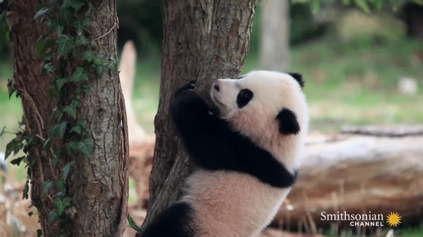 Preview thumbnail for Wild Inside The National Zoo: Bao Bao's First Year
